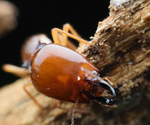 Termite Prevention in Daytona Beach, FL
